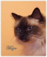 /album/fenykepgaleria/maya-2015-01-05-002-jpg/